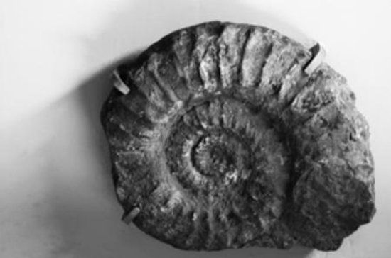 Museo Geologico Giovanni Capellini